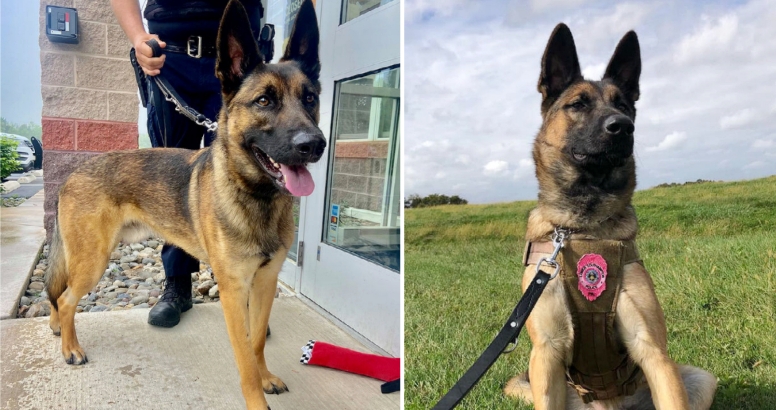 Ungewollter Hund, den niemand aus Tierheim adoptieren wollte, wird jetzt Polizeihund